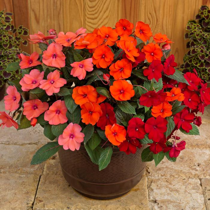 SunPatiens® Summer Salsa Mix - Impatiens 