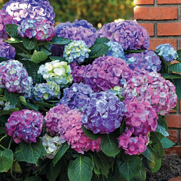 L.A. Dreamin'® Bigleaf Hydrangea - Hydrangea macrophylla