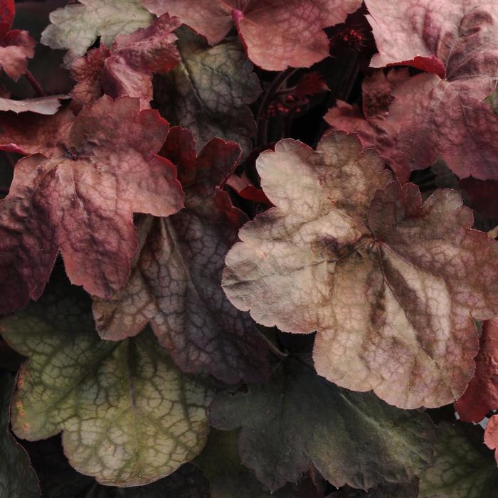 'Carnival Candy Apple' Coral Bell - Heuchera 