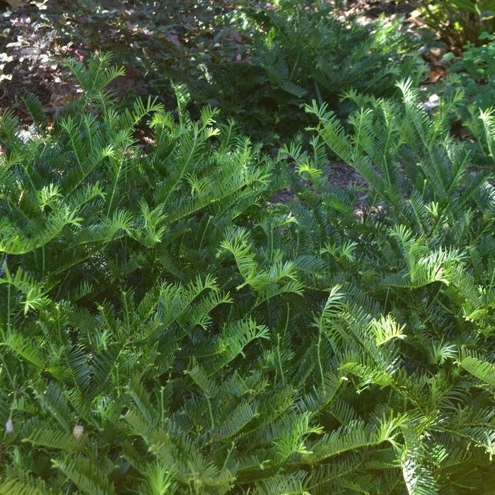 'Prostrata' Prostrate Japanese plum yew - Cephalotaxus harringtonia