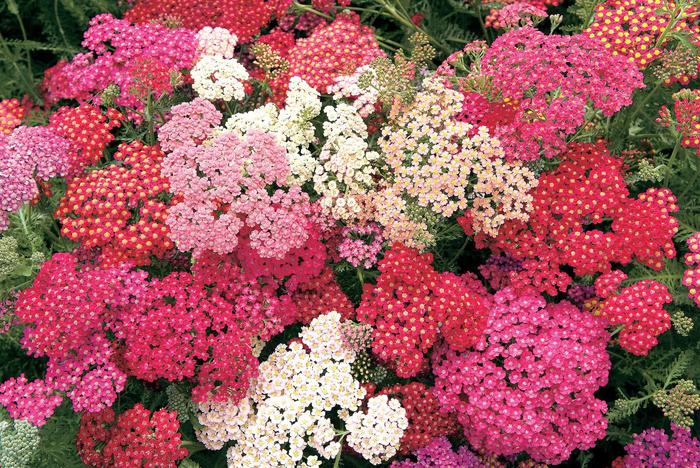 'Summer Berries' Yarrow - Achillea millefolium