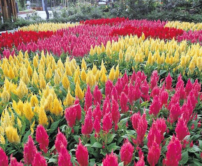 'Castle series' Cockscomb - Celosia argentea