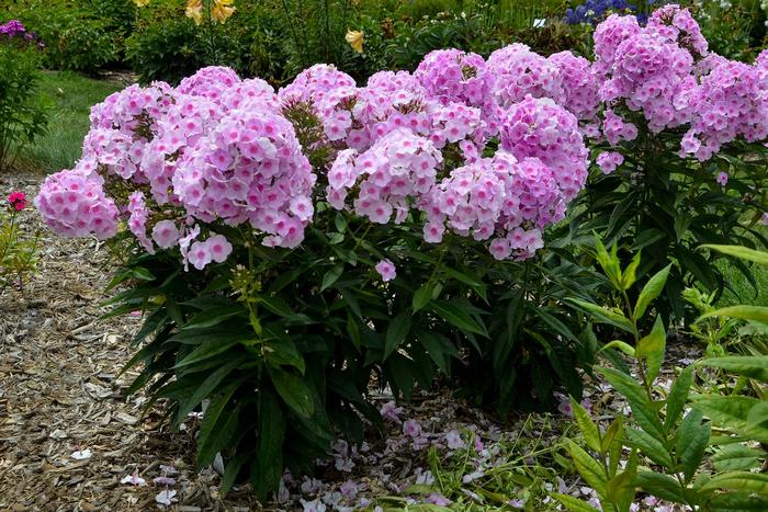 Luminary™ 'Opalescence' - Phlox paniculata (Garden Phlox)