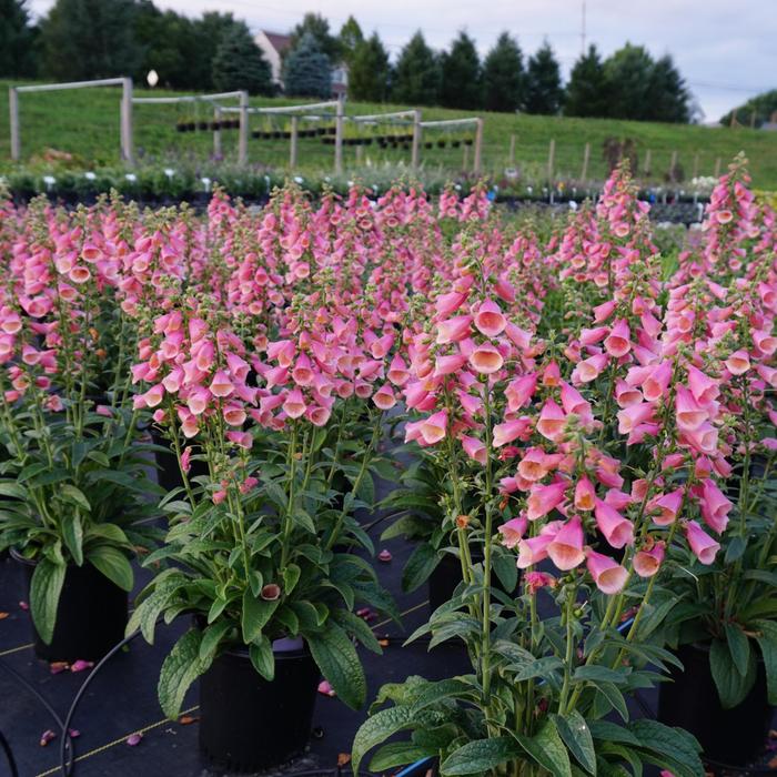 'Arctic Fox Rose' Foxglove - Digitalis 