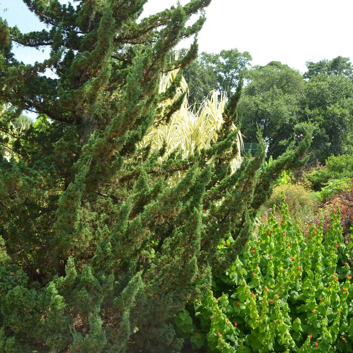 'Torulosa™' Hollywood Juniper - Juniperus chinensis