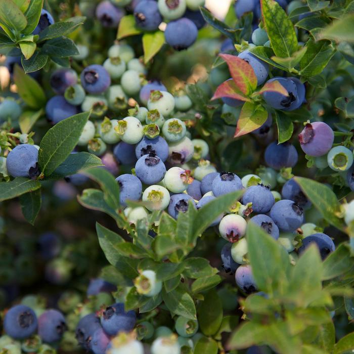 Bushel and Berry® 'Jelly Bean®' - Vaccinium (Blueberry)