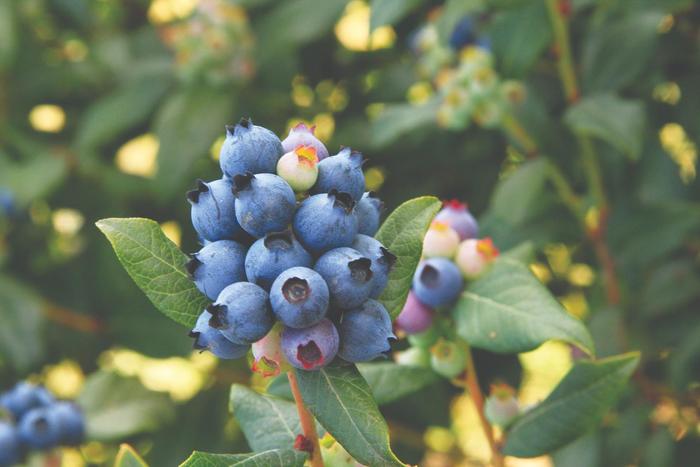 Bushel and Berry® 'Perpetua®' - Vaccinium (Blueberry)