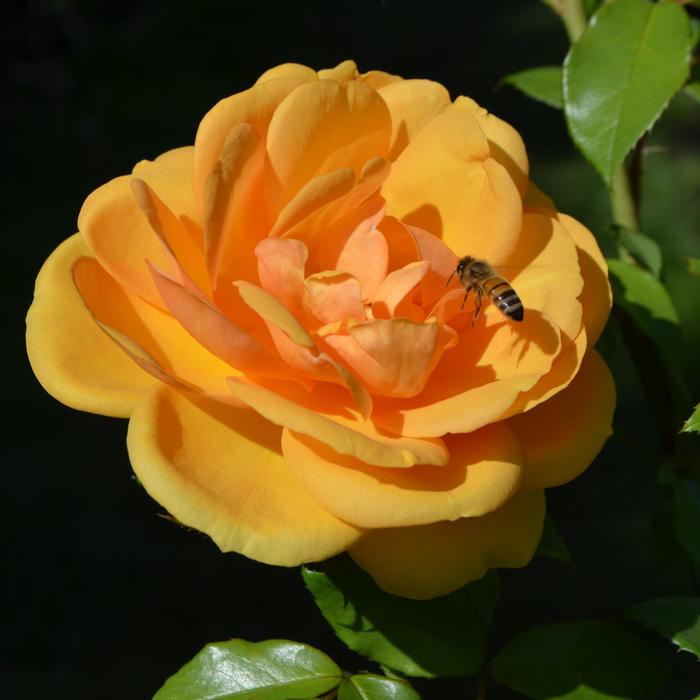 Sunbelt® 'South Africa®' - Rosa (Rose)