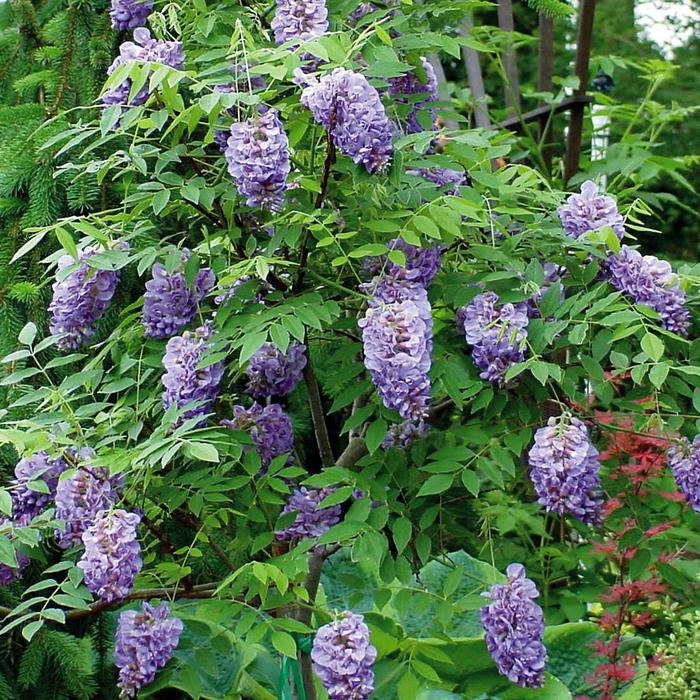 ''Amethyst Falls'' American Wisteria - Wisteria frutescens