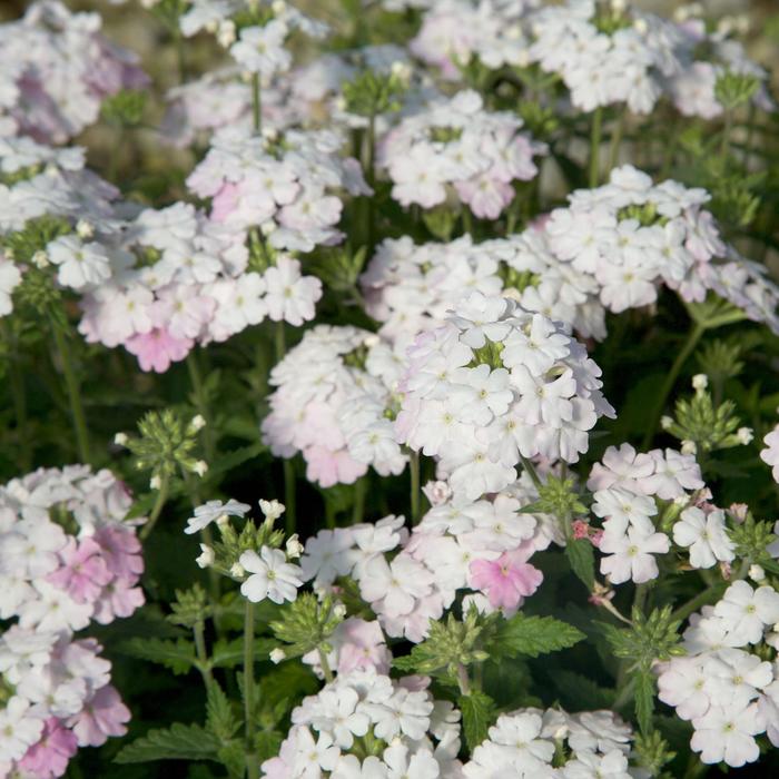 EnduraScape™ 'White Blush' - Verbena peruviana