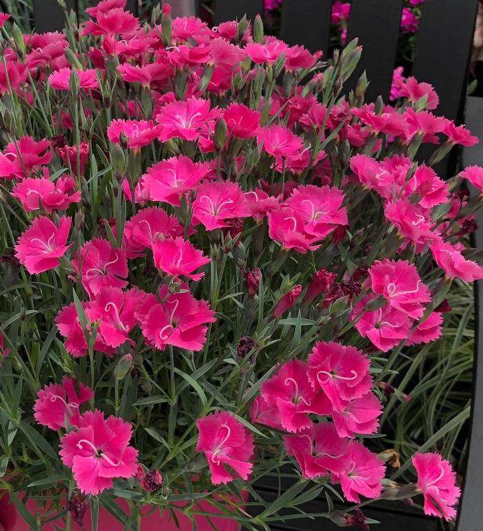 Vivid™ 'Bright Light' - Dianthus (Pinks)