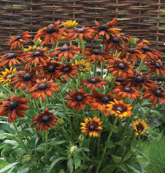 Summerina® 'Orange' - Echibeckia (Echibeckia™)