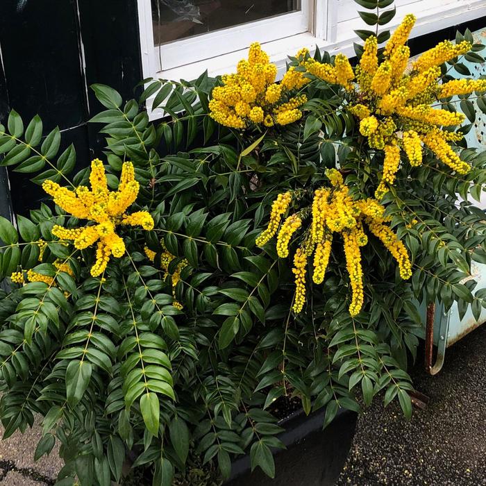 'Marvel' - Mahonia x media