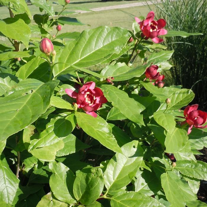 'Aphrodite' Sweetshrub - Calycanthus 