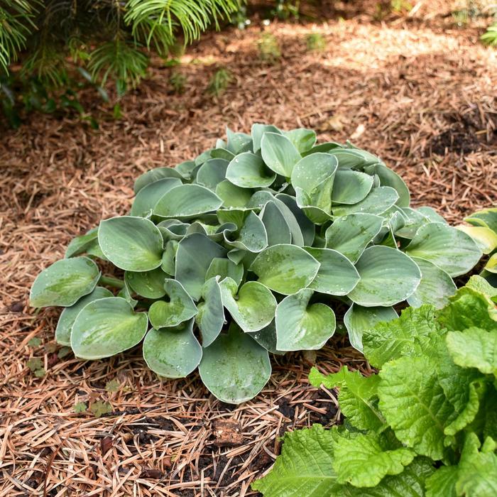 'Blue Mouse Ears' Hosta, Plantain Lily - Hosta 