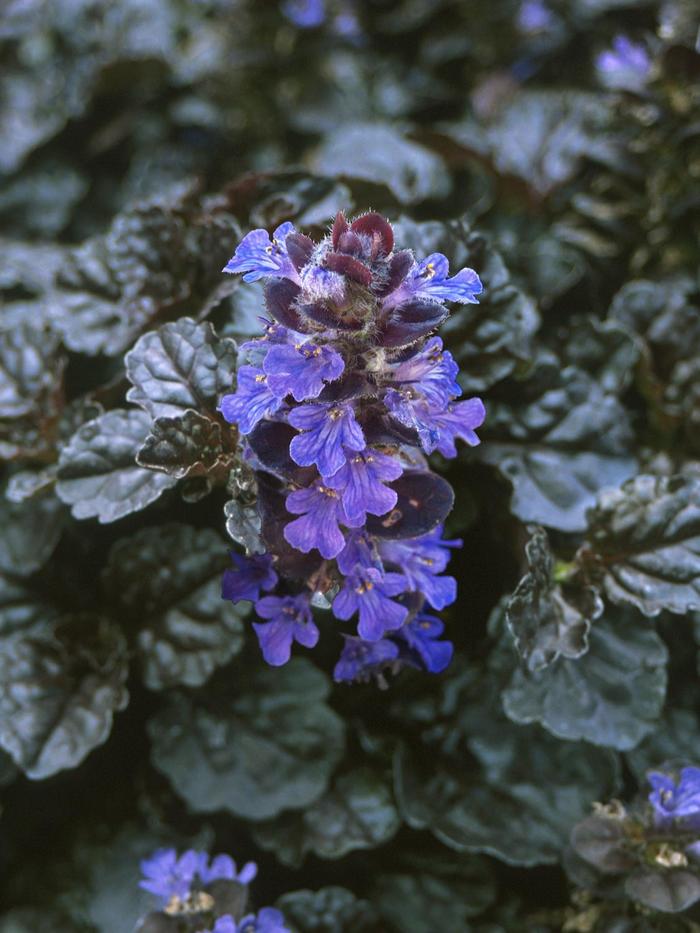 Walberton's® 'Black Scallop' - Ajuga reptans (Bugleweed)