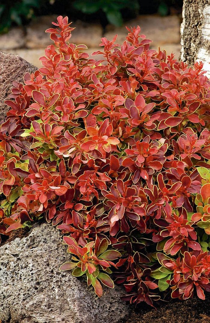 'Admiration' Barberry - Berberis thunbergii