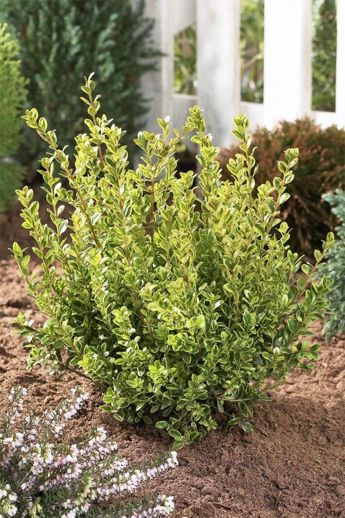 'Golden Dream' Boxwood - Buxus microphylla