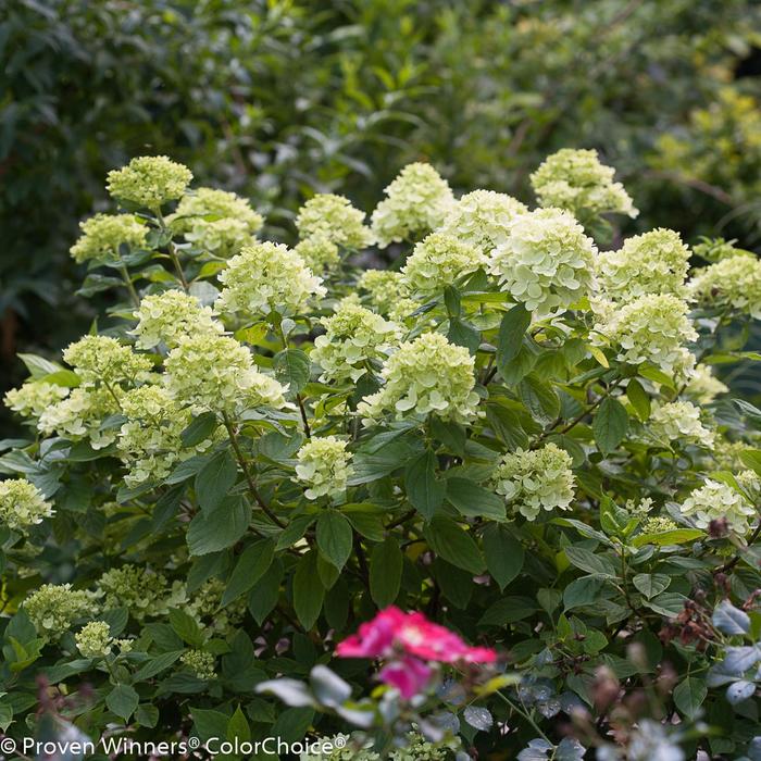 'Little Lime®' Panicle Hydrangea - Hydrangea paniculata