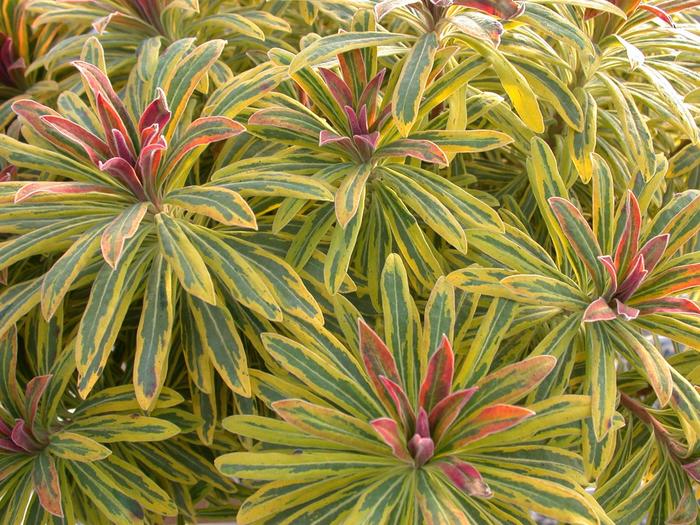 Sahara™ 'Ascot Rainbow' - Euphorbia x martinii (Spurge)