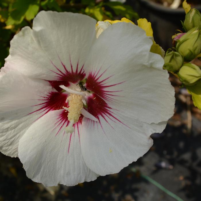 'Red Heart' Rose of Sharon - Hibiscus syriacus