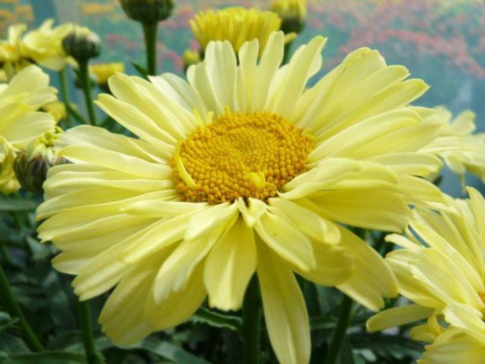 Realflor® CC 'Real Sunbeam' - Leucanthemum x superbum (Shasta Daisy)