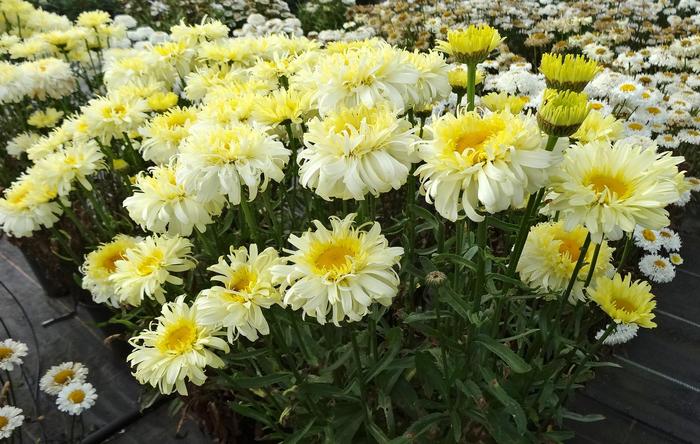 Realflor® MC 'Real Charmer' - Leucanthemum x superbum (Shasta Daisy)