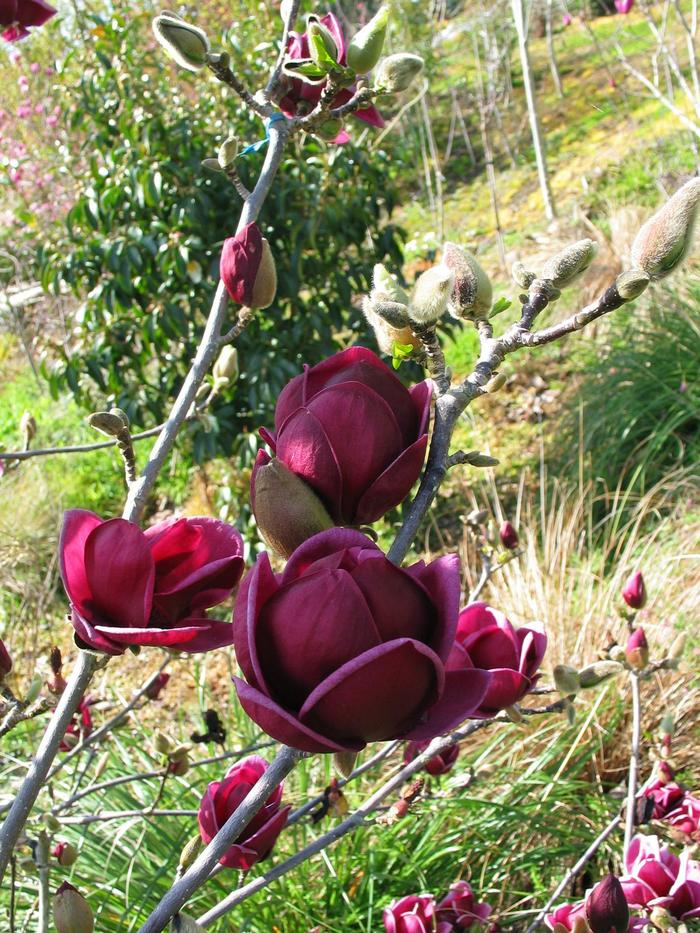 'Genie' - Magnolia 