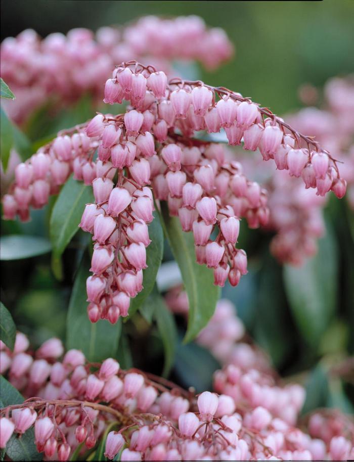 'Katsura' Lily of the Valley Shrub - Pieris japonica