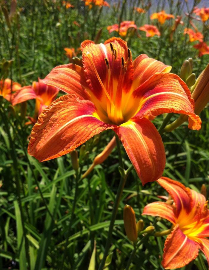 Tawny Daylily - Hemerocallis fulva