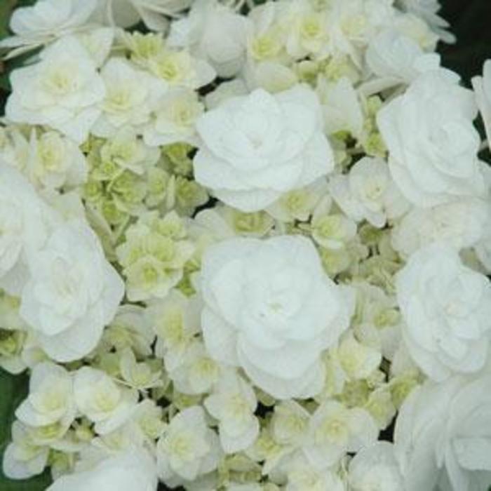 Wedding Gown™ - Hydrangea macrophylla