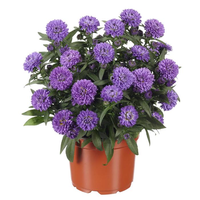 Showmakers® Blue Bayou - Aster novi-belgii