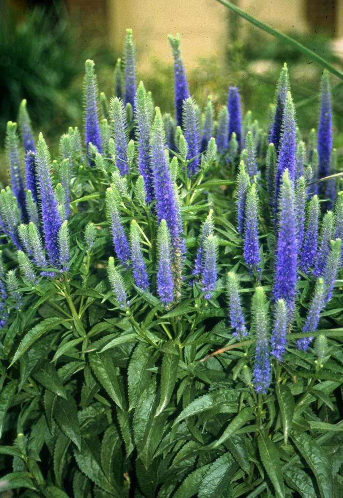 'Royal Candles' Speedwell - Veronica spicata