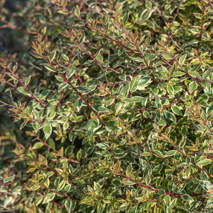 'Margarita™' Glossy Abelia - Abelia x grandiflora