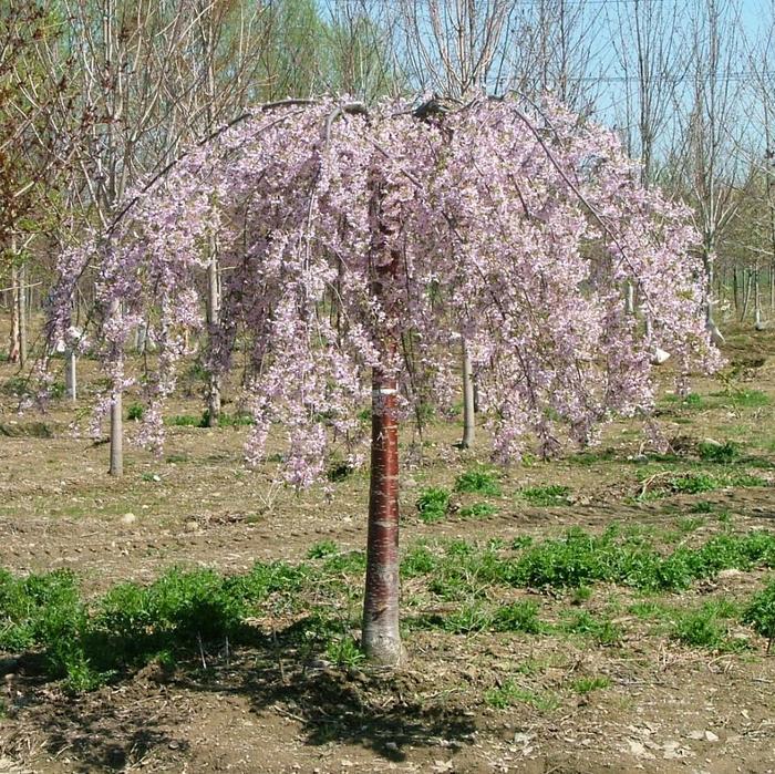 'Pink Snow Showers™' Weeping Cherry - Prunus 