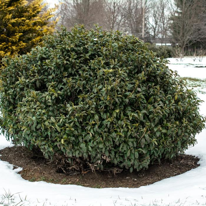 'Chestnut Hill' Cherry Laurel - Prunus laurocerasus