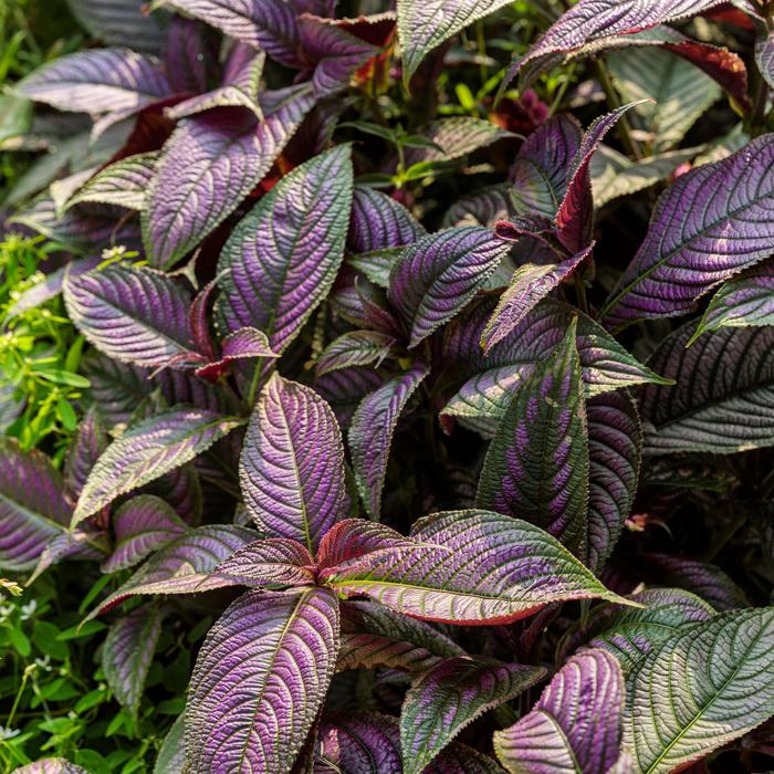 Persian Shield - Strobilanthes dyerianus