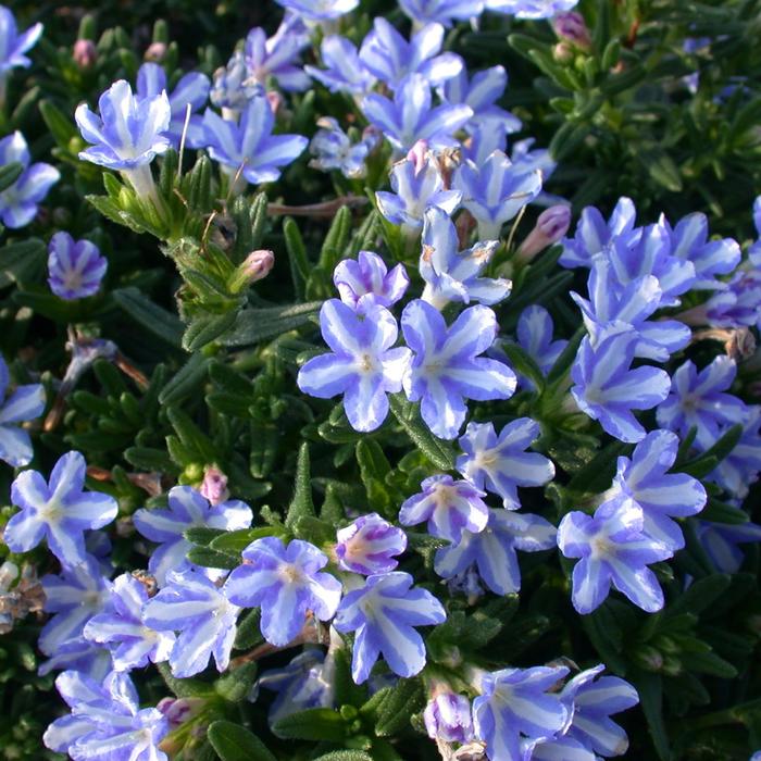 'White Star' - Lithodora diffusa