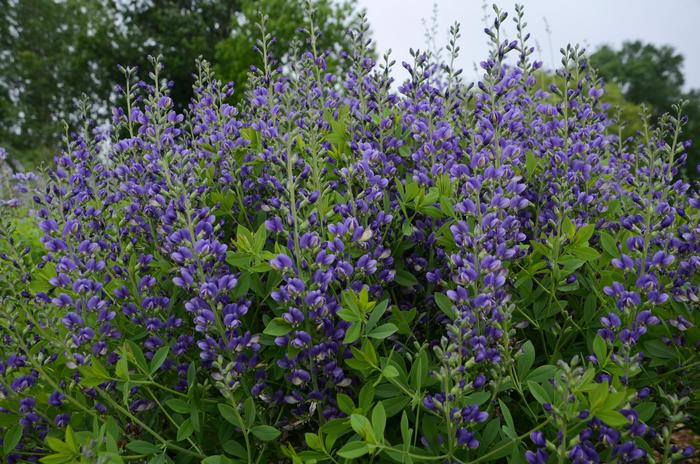 Decadence® 'Blueberry Sundae' - Baptisia (False Indigo)