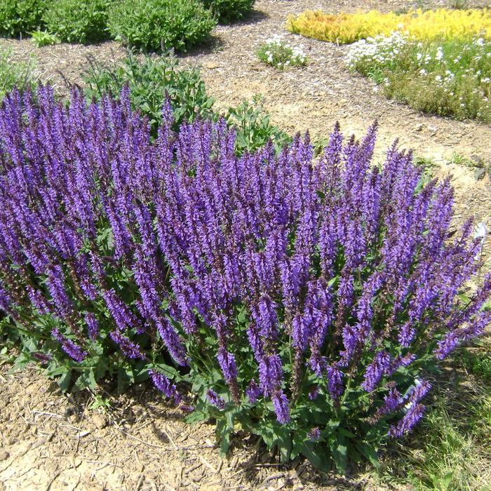 'Blue by You' Meadow Sage - Salvia nemorosa