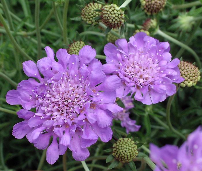 'Butterfly Blue' Pincushion Flower - Scabiosa columbaria