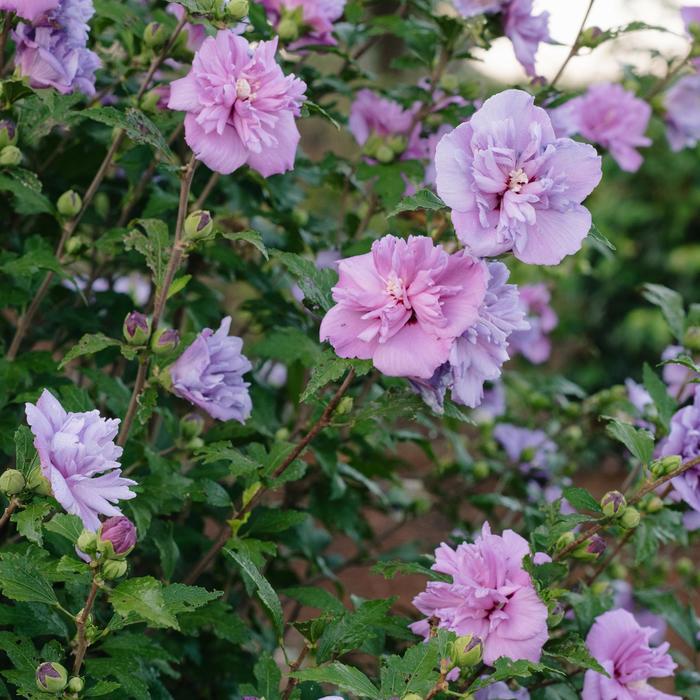 French Cabaret™ Purple - Hibiscus syriacus (Rose of Sharon)