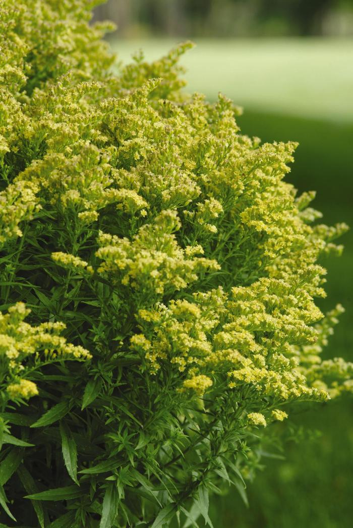 'Little Lemon' Goldenrod - Solidago 