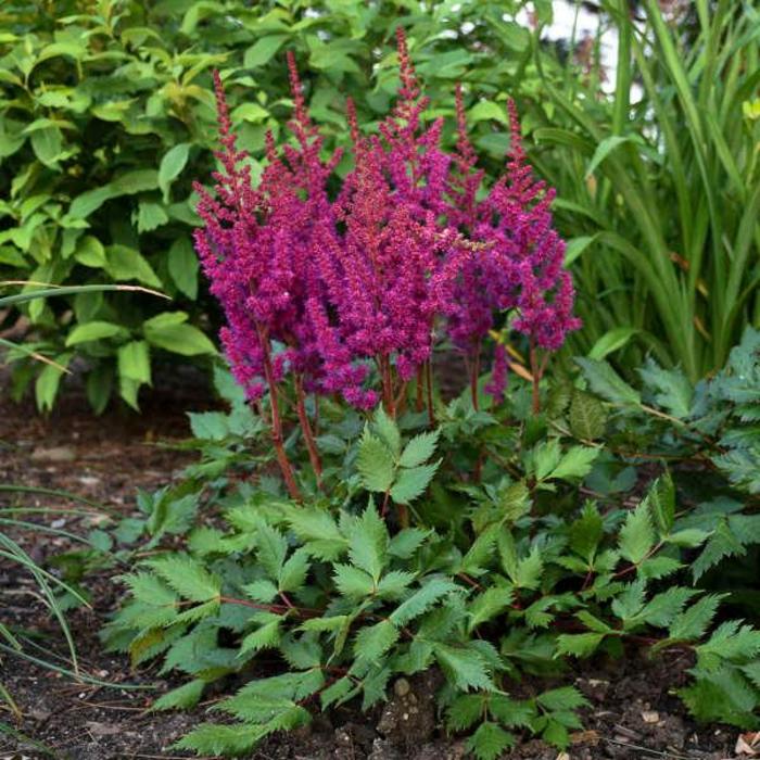 'Vision in Red' False Spirea - Astilbe chinensis