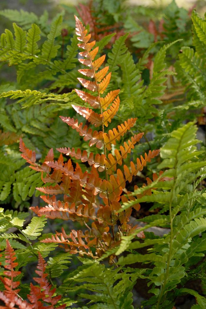 'Brilliance' Autumn Fern - Dryopteris erythrosora