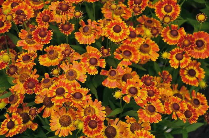 Mariachi™ 'Fuego' - Helenium autumnale (Sneezeweed)