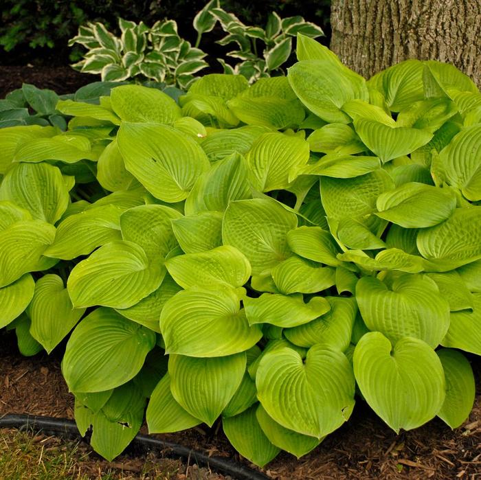 'August Moon' Hosta, Plantain Lily - Hosta 