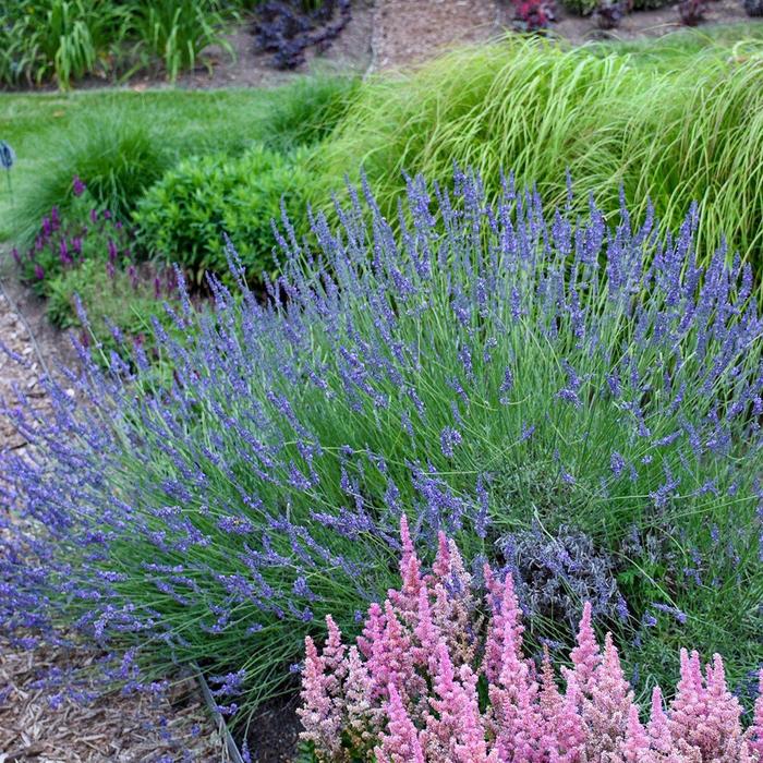 'Phenomenal' Lavender - Lavandula x intermedia