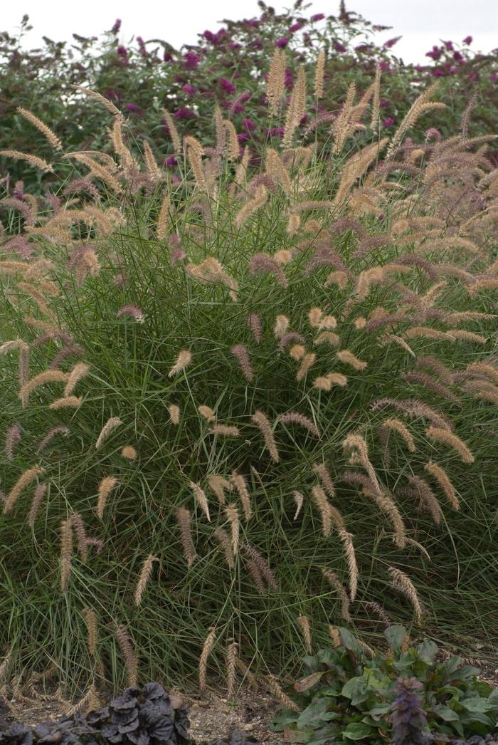 'Karley Rose' Oriental Fountain Grass - Pennisetum orientale