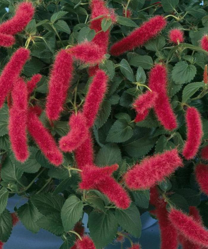 Firetail Hanging Basket - Acalypha pendula